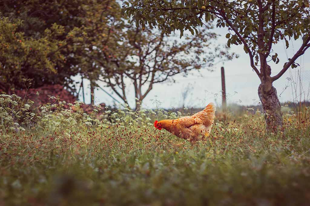 Chickens, Bees & Gardens